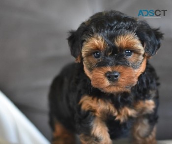 Yorkie puppies for sale 