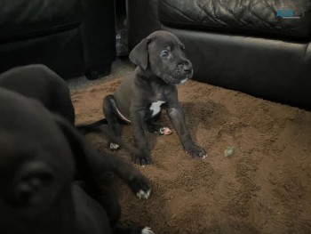 Great Dane Puppies for sale.