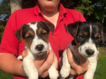Jack Russell puppies Available Now