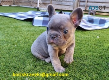 Cute french bulldog puppies for sale