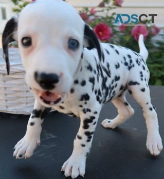  Dalmatian puppies for sale 