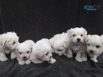 Gorgeous Maltese Puppies
