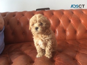 Adorable F1 Maltipoo Puppies for sale