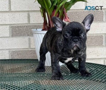  French Bulldog puppies for sale 