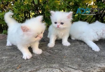 Beautiful White Half Persian Kitten