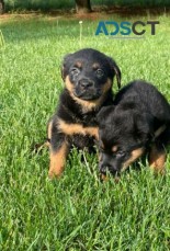 Chunky Rottweiler Puppies
