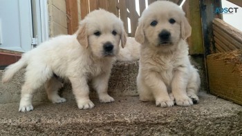 Adorable Male And Female  Golden Retriev