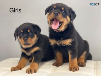  Rottweiler Puppies Available Now to go