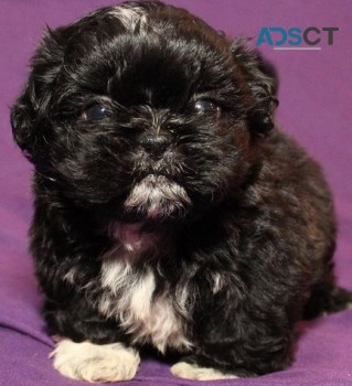 Shih Tzu puppies for sale