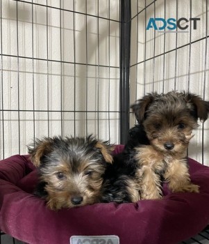 Yokshire Terrier puppies for sale