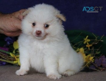 Cute Pomeranian puppies for sale