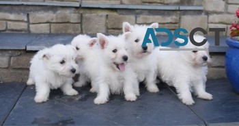 West Highland Terrier Puppies 