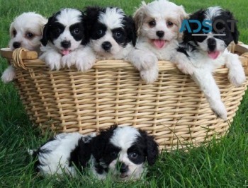  Cavachon puppies for sale