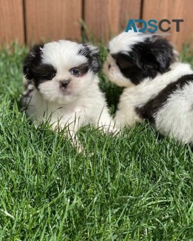Cute Shih Tzu pupies for sale