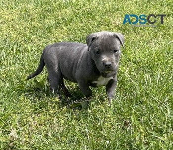 Pit Bull  Terrier puppies for sale