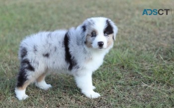 Australian Shapherd puppies for sale