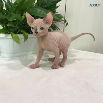 Cute Sphynx kitten for sale 