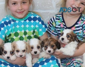Cavachon puppies for sale