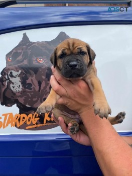 Cane Corso Puppies for sale 