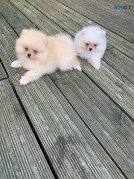 Pomeranian  puppies 