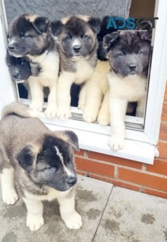 akita puppies for sale 