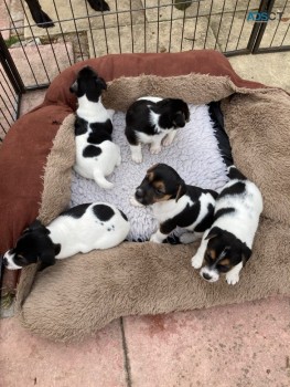 Quality Jack Russell Puppies