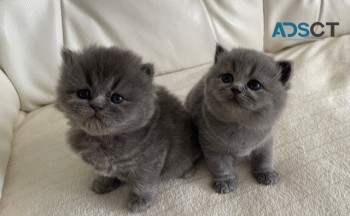 Adorable Scottish Fold Kittens For Sale