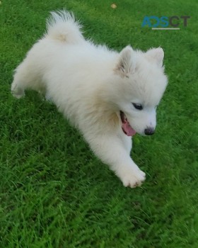 3 pure samoyed puppy boys/Girl available