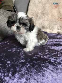 Adorable and Lovely Shih Tzu Puppies