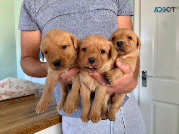 Labrador Retriever  Puppies for sale 