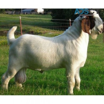 High Quality Boer Goat Available