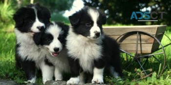 Adorable Border Collie Puppies for sale