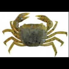 Strike Pro Enticer Crab Olive Crab UV