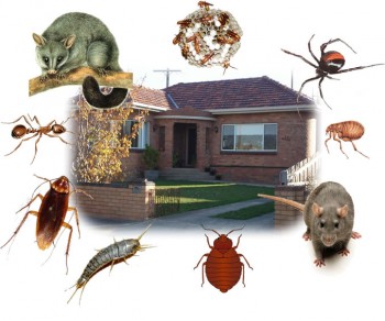 Drop dead pest control - home insect control Service