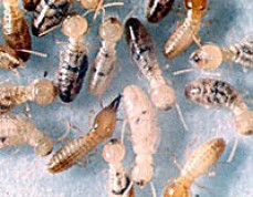 Albury wodonga pest control and termite technology