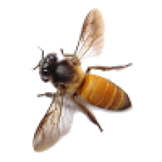 Bees pest control | Bees Pest Control melbourne | Bees Removal melbourne
