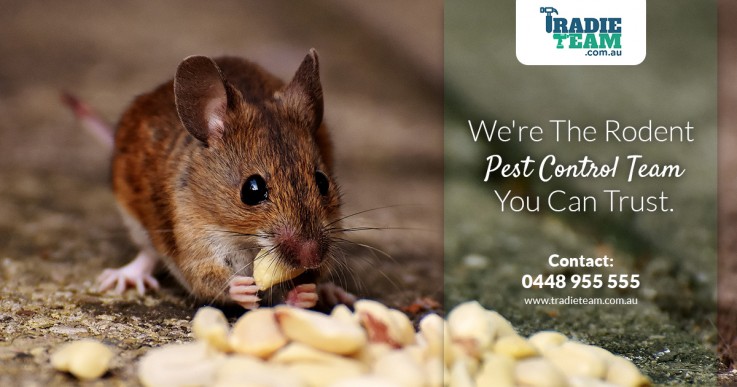 Looking For Effective Mice Removal Service in Melbourne?