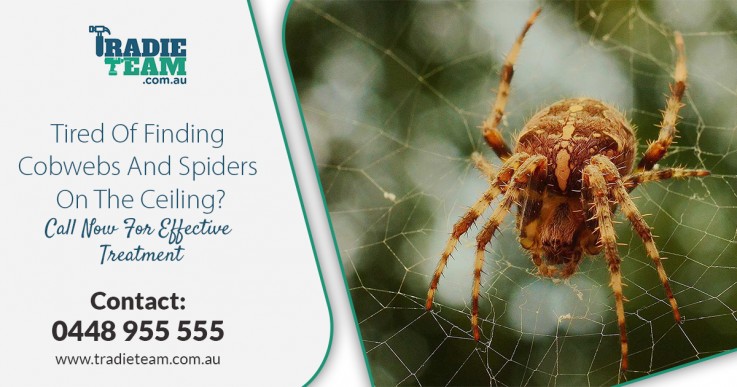 Professional and Prompt Spider Pest Control Service in Melbourne