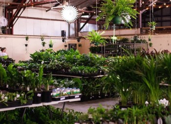 Huge Indoor Plant Warehouse Sale - Jungl