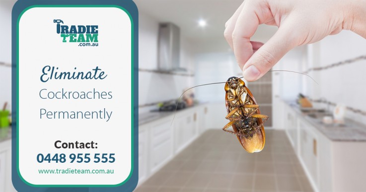 Exterminate cockroaches with cockroach pest control