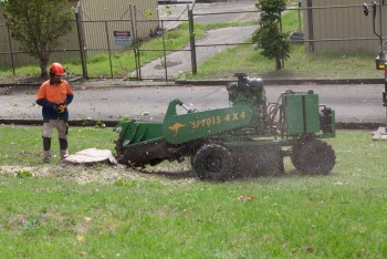 Find the best stump grinding service