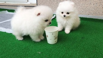 Beautiful Pomeranian puppies for sale
