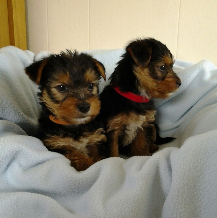 Gorgeous Tiny Yorkie Puppies For Adoptio