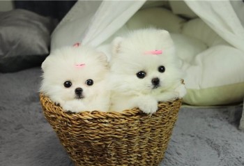 Super adorable Teacup Pomeranian Puppies
