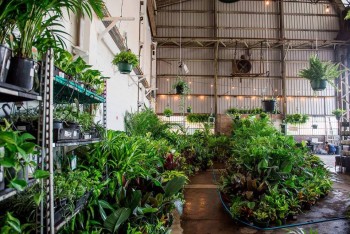 Canberra - Huge Indoor Plant Sale