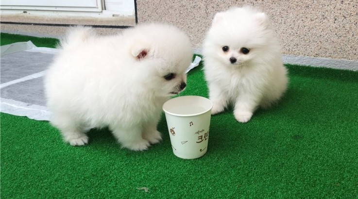  Pomeranian Puppies for sale for you
