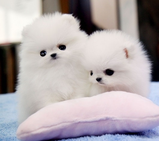 Pomeranian Puppies for sale  for you
