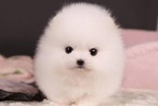 Male and Female Teacup Pomeranian Puppie