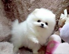 Fantastic White Teacup Pomeranian puppie