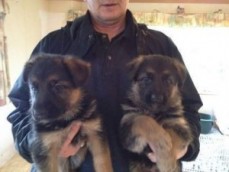 Potty Trained German Shepherd Puppies fo